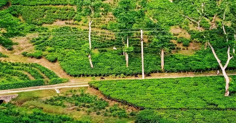 মৌলভীবাজারে চা বাগান